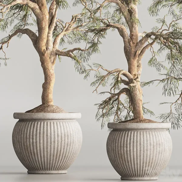 3DSky - Indoor Plant Set 69 - Image 4