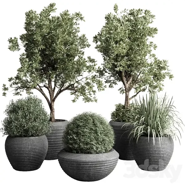 3DSky - Collection Indoor Outdoor Plant 120