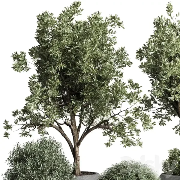 3DSky - Collection Indoor Outdoor Plant 120 - Image 2