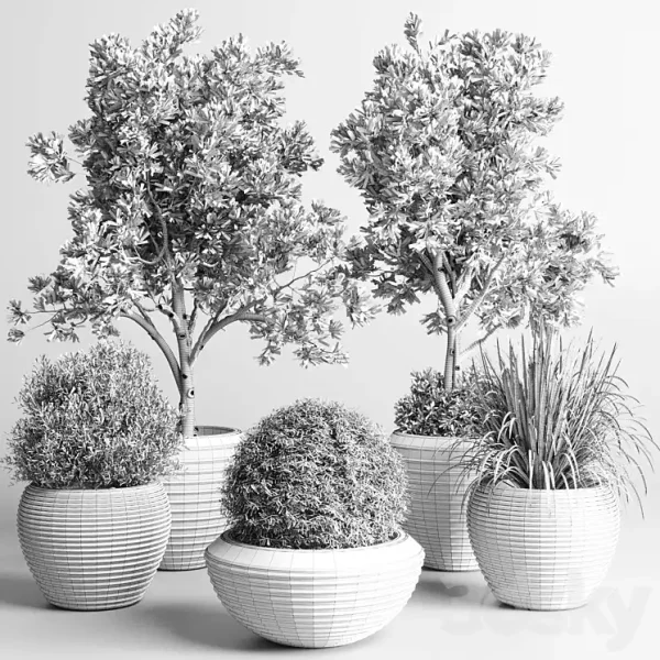 3DSky - Collection Indoor Outdoor Plant 120 - Image 5