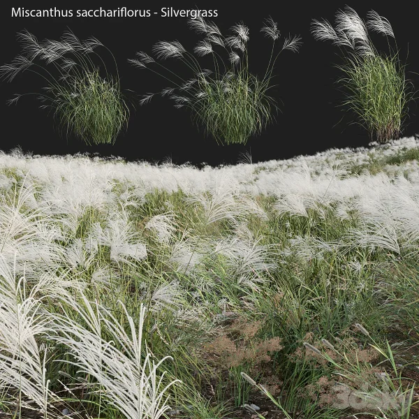 3DSky - Miscanthus Sacchariflorus Silvergrass 03