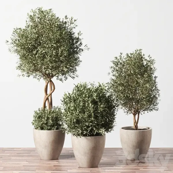 3DSky - Indoor Plant Set 01