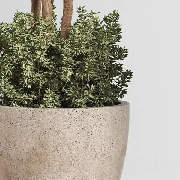 3DSky - Indoor Plant Set 01 - Image 2