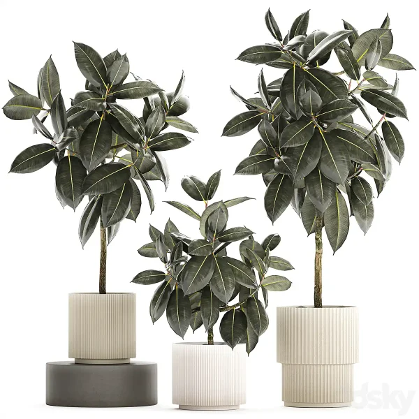 3DSky - Beautiful tree in a pot Ficus rubbery Plant Collection 1243