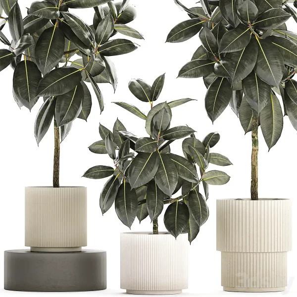 3DSky - Beautiful tree in a pot Ficus rubbery Plant Collection 1243 - Image 2