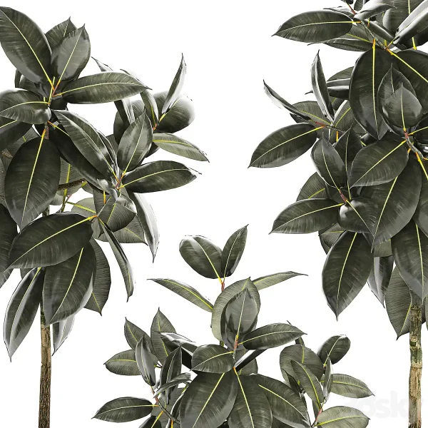 3DSky - Beautiful tree in a pot Ficus rubbery Plant Collection 1243 - Image 3