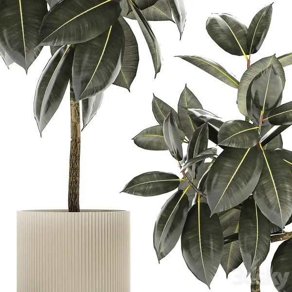 3DSky - Beautiful tree in a pot Ficus rubbery Plant Collection 1243 - Image 4