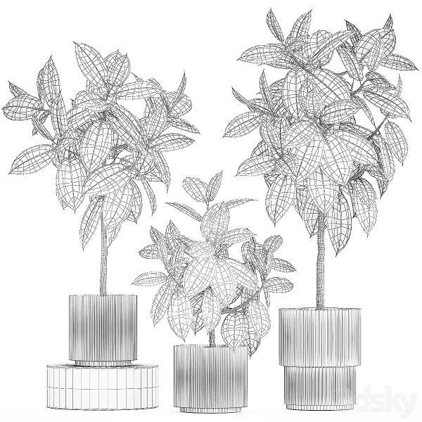 3DSky - Beautiful tree in a pot Ficus rubbery Plant Collection 1243 - Image 5