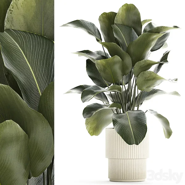 3DSky - Beautiful Exotic Plant in a White Flower Pot