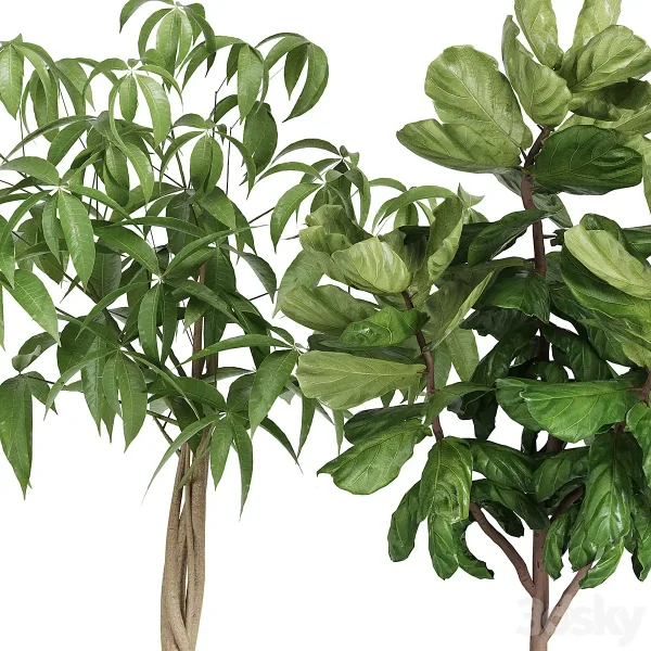 3DSky - Plant in Pots Set 03 - Image 3