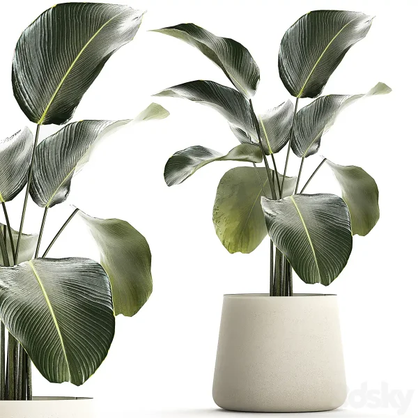 3DSky - Exotic Bush Calathea Lutea in a Pot Strelitzia Plants 1310