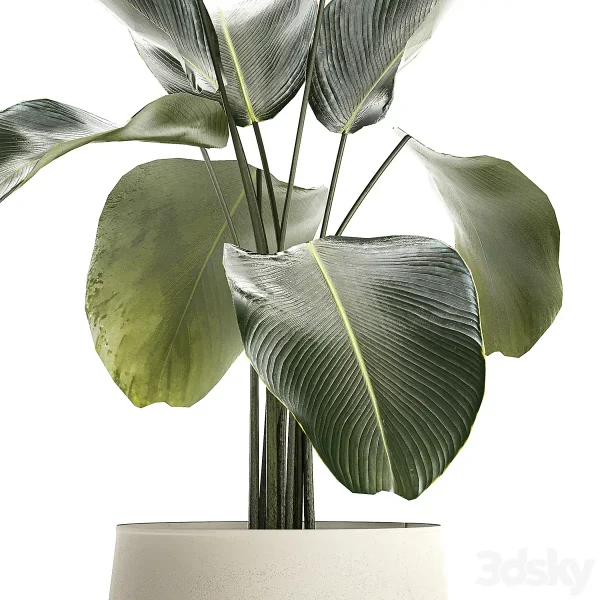 3DSky - Exotic Bush Calathea Lutea in a Pot Strelitzia Plants 1310 - Image 4