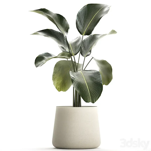 3DSky - Exotic Bush Calathea Lutea in a Pot Strelitzia Plants 1310 - Image 2