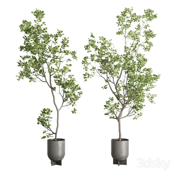 3DSky - Indoor Plant Set 397 Pot Tree in a Concrete Dirt Vase