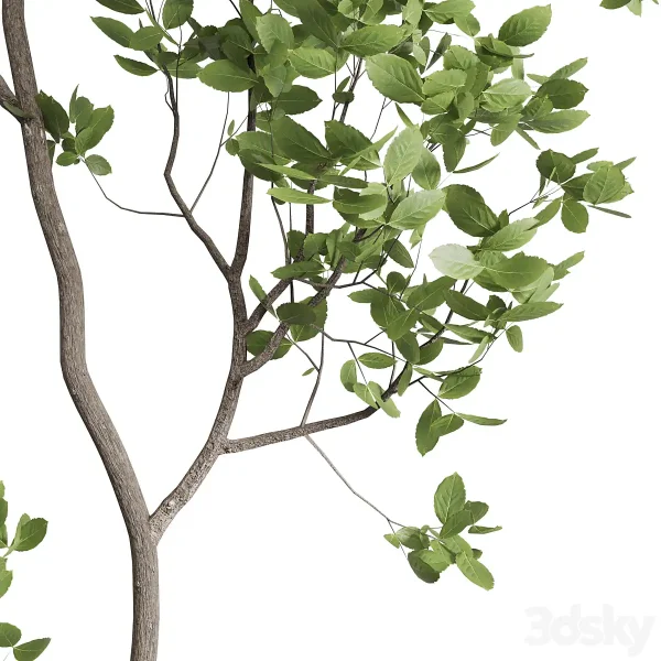 3DSky - Indoor Plant Set 397 Pot Tree in a Concrete Dirt Vase - Image 3