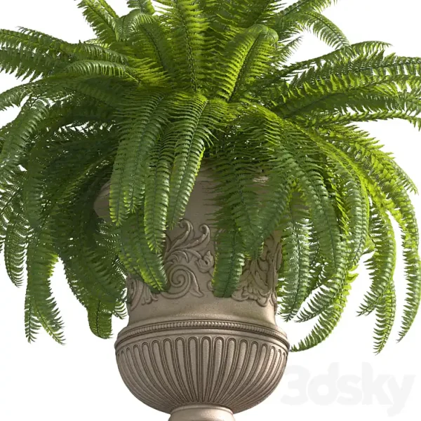 3DSky - Boston Fern in a Classic Flowerpot - Image 2