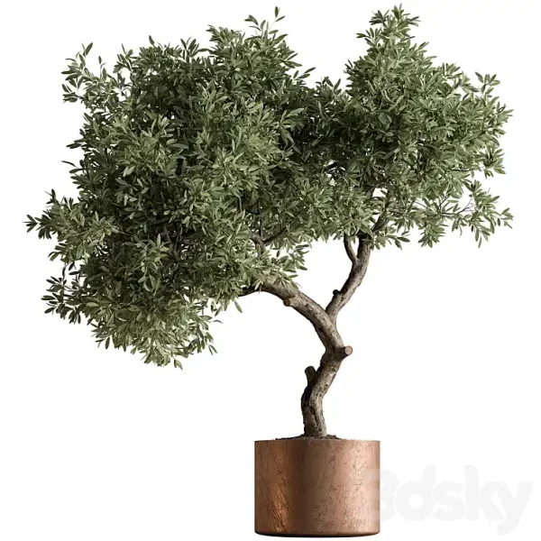 3DSky - Indoor Plant 573 Tree in Pot