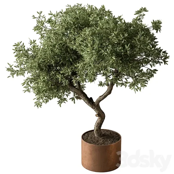 3DSky - Indoor Plant 573 Tree in Pot - Image 4