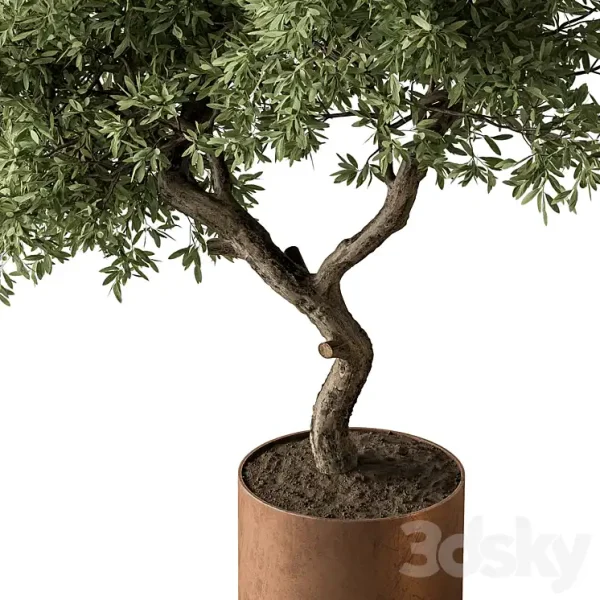 3DSky - Indoor Plant 573 Tree in Pot - Image 3