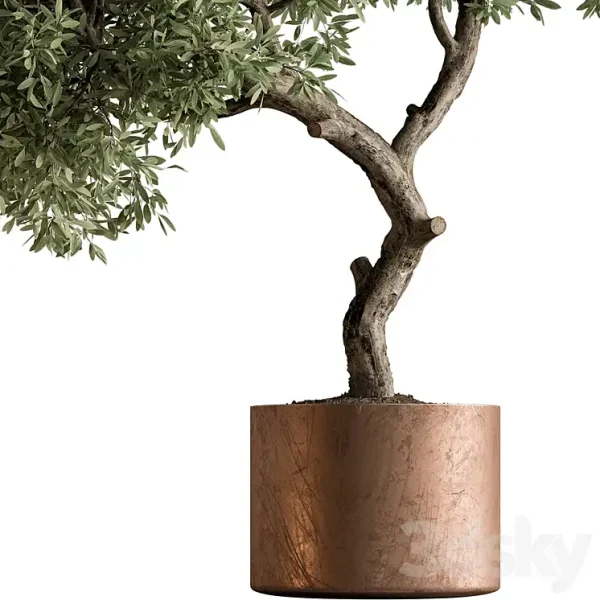3DSky - Indoor Plant 573 Tree in Pot - Image 2