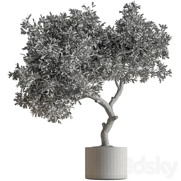 3DSky - Indoor Plant 573 Tree in Pot - Image 5