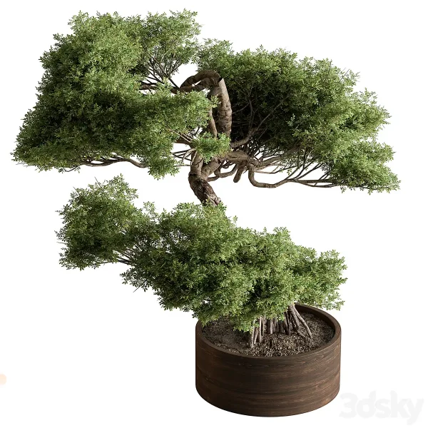 3DSky - Indoor Plant 626 Bonsai Plant