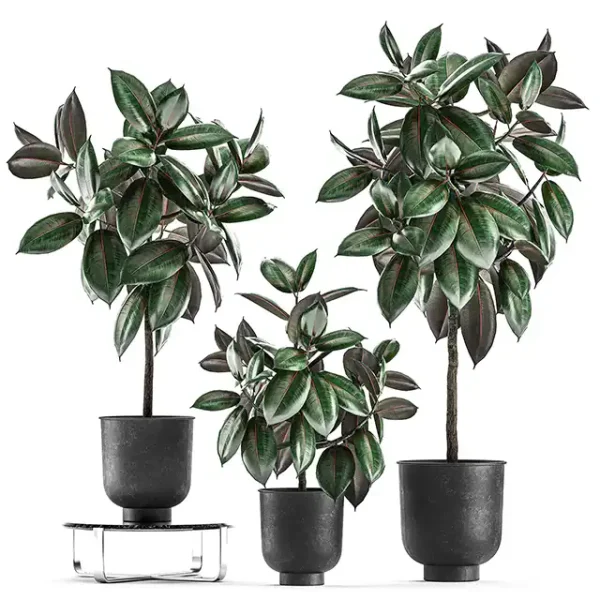 3DSky - Collection of Decorative Small Trees in Black Pots