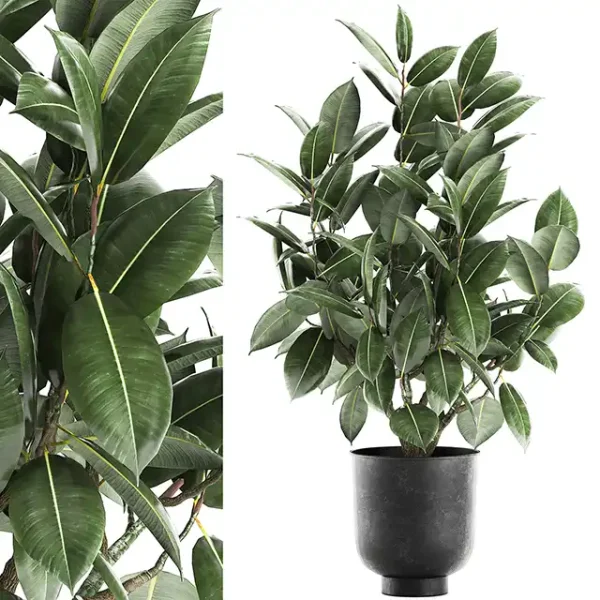 3DSky - Decorative Lush Small Tree with Leaves in a Black Pot