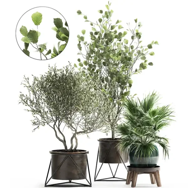 3DSky - Collection of Plants in Pots with Olive Tree