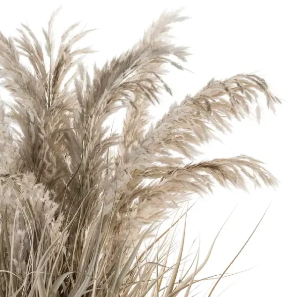3DSky - Indoor Plant Set 115 Dried Plant - Image 2