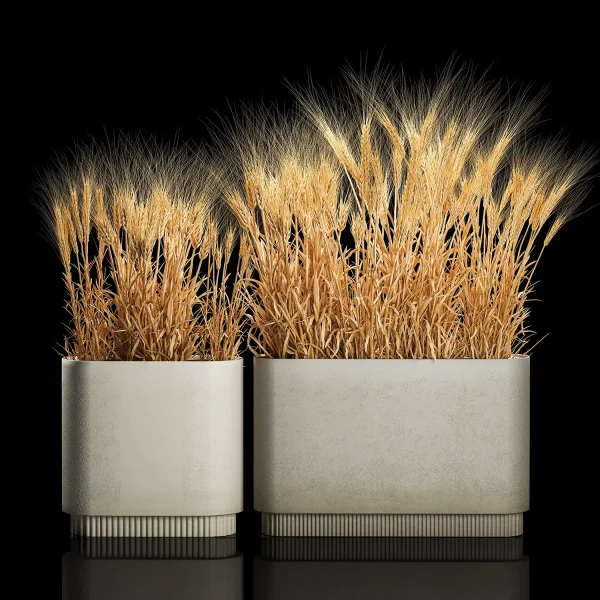 3DSky - Bushes of Spikelets of Dry Wheat in Flowerpots