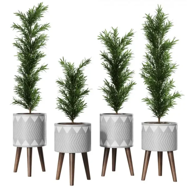 3DSky - Podocarpus Vase Plant