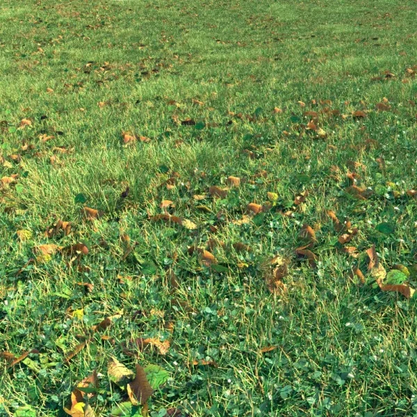 3DSky - Autumn Grass 1 - Image 2