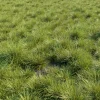 3DSky - Saw Sedges Grass
