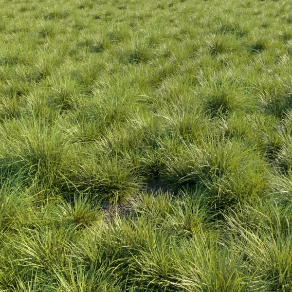 3DSky - Saw Sedges Grass