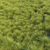 3DSky - Saw Sedges Grass - Image 2