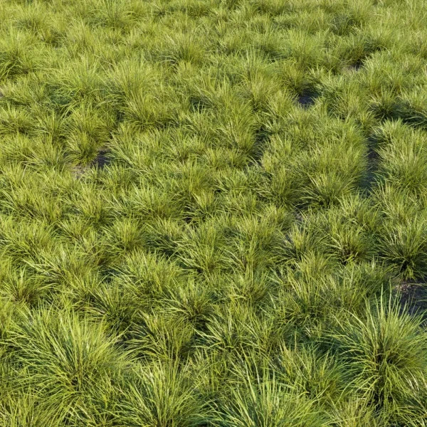 3DSky - Saw Sedges Grass - Image 2