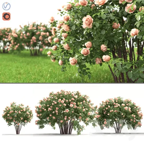 3DSky - Rose Bush