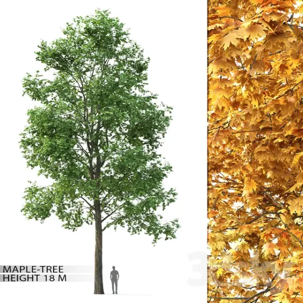 3DSky - Maple No 3