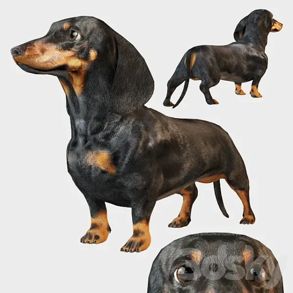 3DSky - Black Dachshund