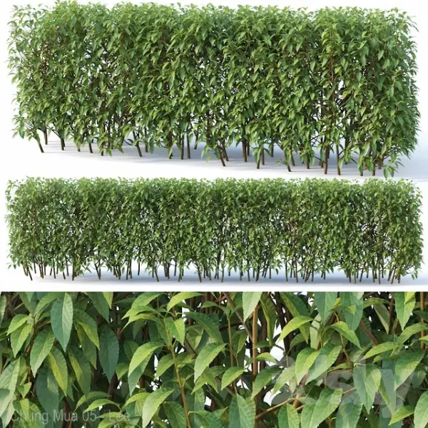 3DSky - Forsythia 7 Summer H120