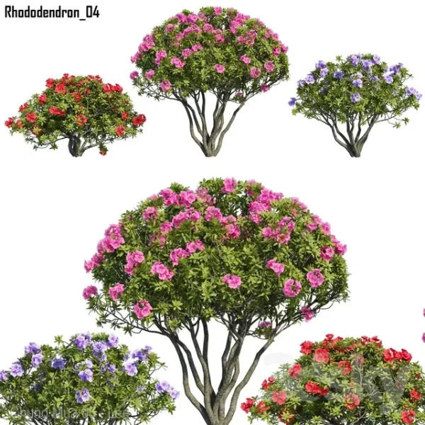 3DSky - Rhododendron 04