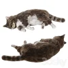 3DSky - Cat