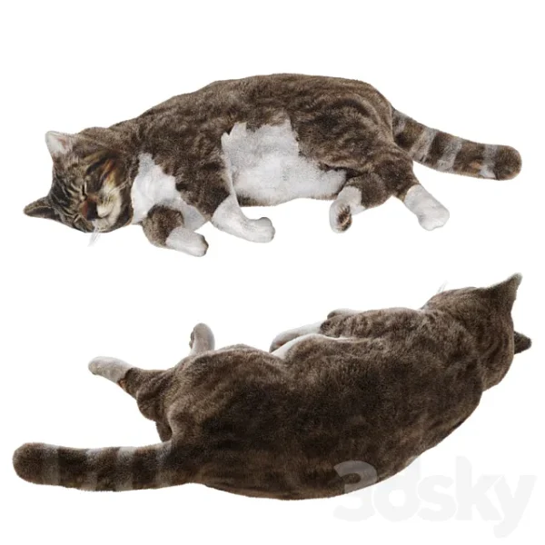 3DSky - Cat
