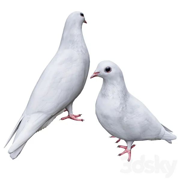 3DSky - Pigeon - Image 2
