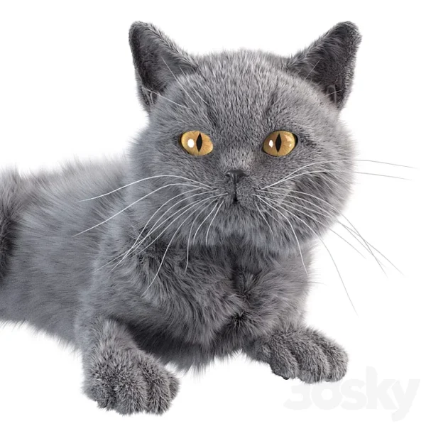 3DSky - Gray Cat - Image 2