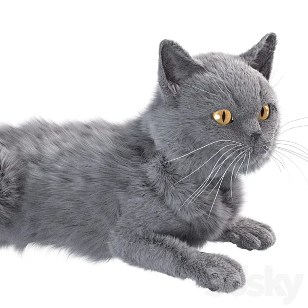 3DSky - Gray Cat - Image 3