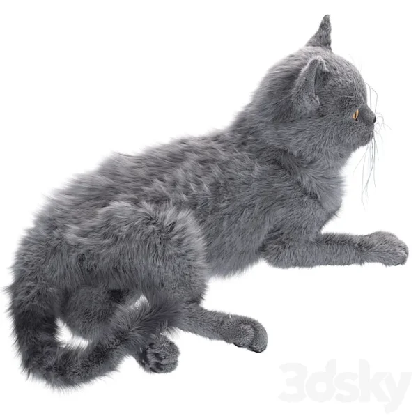 3DSky - Gray Cat - Image 4