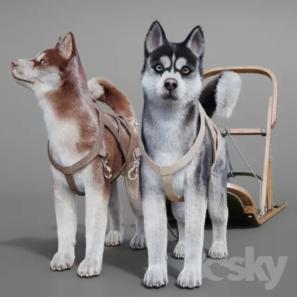 3DSky - Dog Team Huskies Sled Pulka