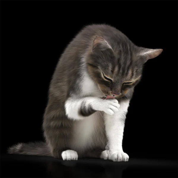 3DSky - CAT 5